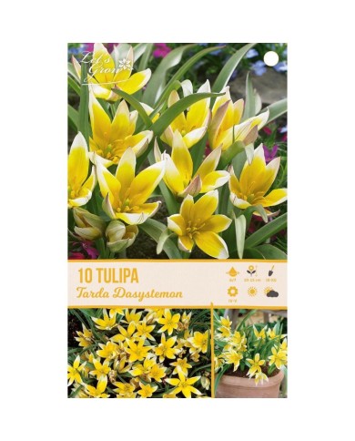 Tulipe Tarda Dasystemon - lot de 10 bulbes