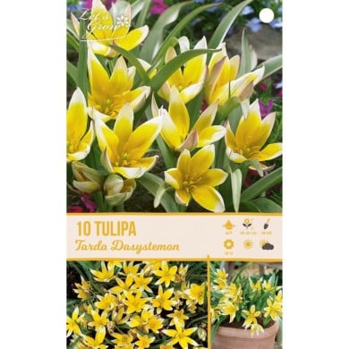 Tulipe Tarda Dasystemon - lot de 10 bulbes
