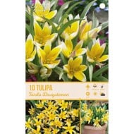 Tulipe Tarda Dasystemon - lot de 10 bulbes