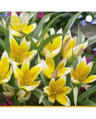 Tulipe Tarda Dasystemon - lot de 10 bulbes