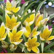 Tulipe Tarda Dasystemon - lot de 10 bulbes