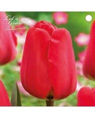Tulipe Apeldoorn - lot de 4 bulbes