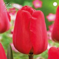 Tulipe Apeldoorn - lot de 4 bulbes