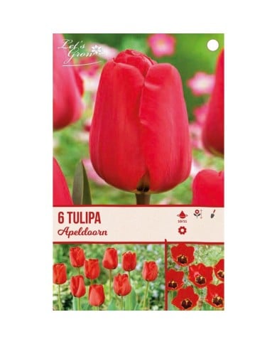 Tulipe Apeldoorn - lot de 4 bulbes