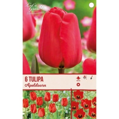Tulipe Apeldoorn - lot de 4 bulbes