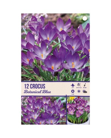 Crocus botanique bleu - lot de 12 bulbes