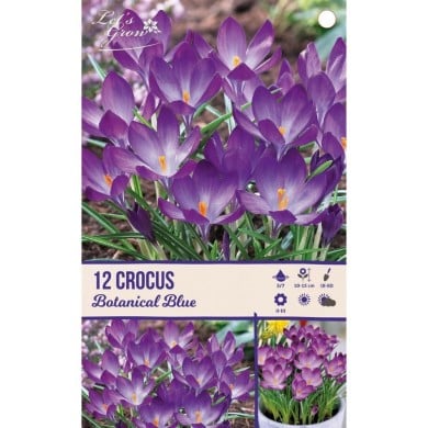Crocus botanique bleu - lot de 12 bulbes