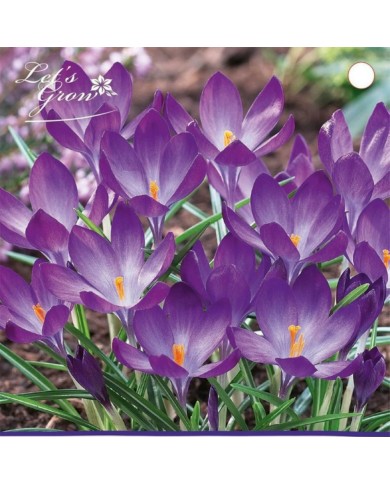 Crocus botanique bleu - lot de 12 bulbes