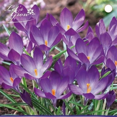 Crocus botanique bleu - lot de 12 bulbes