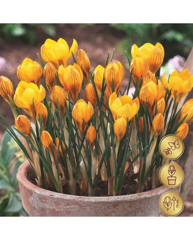 Crocus botanique Fuscotinctus - lot de 10 bulbes