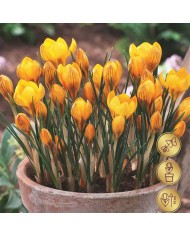 Crocus botanique Fuscotinctus - lot de 10 bulbes