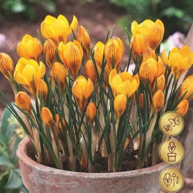 Crocus botanique Fuscotinctus - lot de 10 bulbes
