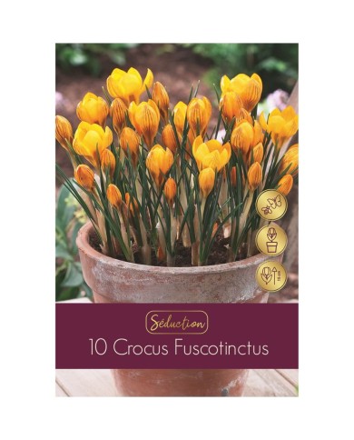 Crocus botanique Fuscotinctus - lot de 10 bulbes