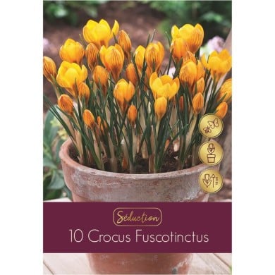 Crocus botanique Fuscotinctus - lot de 10 bulbes