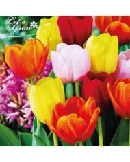 Tulipes Darwin en mélange - lot de 20 bulbes