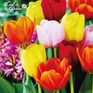 Tulipes Darwin en mélange - lot de 20 bulbes