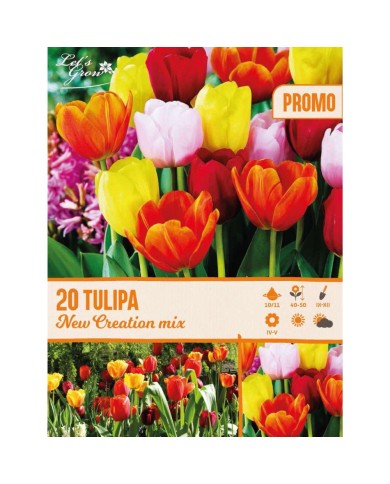 Tulipes Darwin en mélange - lot de 20 bulbes