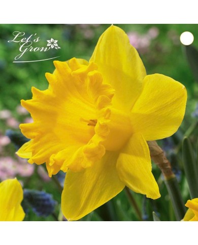 Narcisse Dutch Master - lot de 5 bulbes