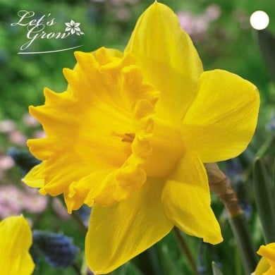 Narcisse Dutch Master - lot de 5 bulbes
