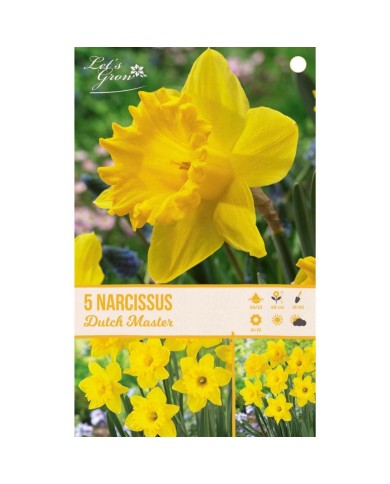 Narcisse Dutch Master - lot de 5 bulbes