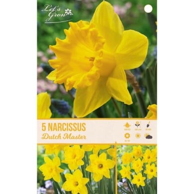Narcisse Dutch Master - lot de 5 bulbes