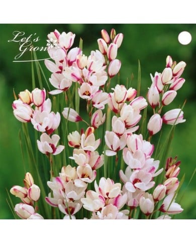 Ixia Spotlight - lot de 12 bulbes