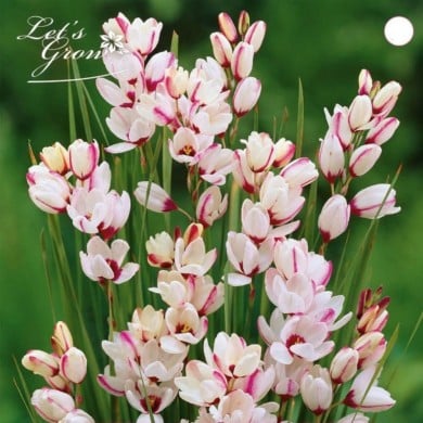 Ixia Spotlight - lot de 12 bulbes