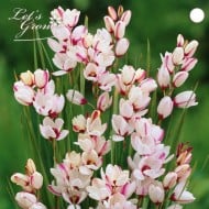 Ixia Spotlight - lot de 12 bulbes