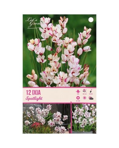 Ixia Spotlight - lot de 12 bulbes