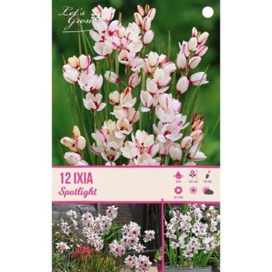 Ixia Spotlight - lot de 12 bulbes