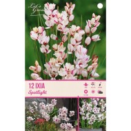Ixia Spotlight - lot de 12 bulbes