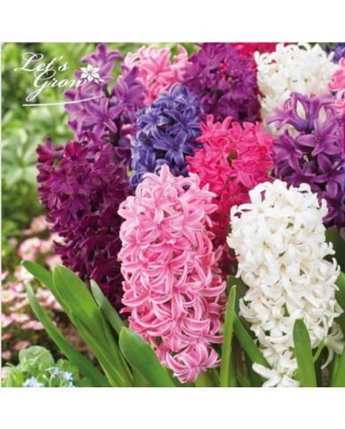 Jacinthes Delight en mélange - lot de 7 bulbes