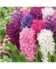 Jacinthes Delight en mélange - lot de 7 bulbes