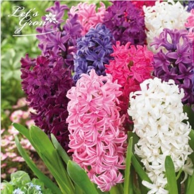 Jacinthes Delight en mélange - lot de 7 bulbes