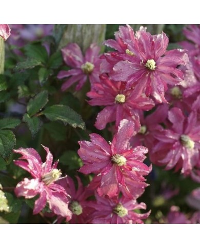 Clématite montana Broughton Star