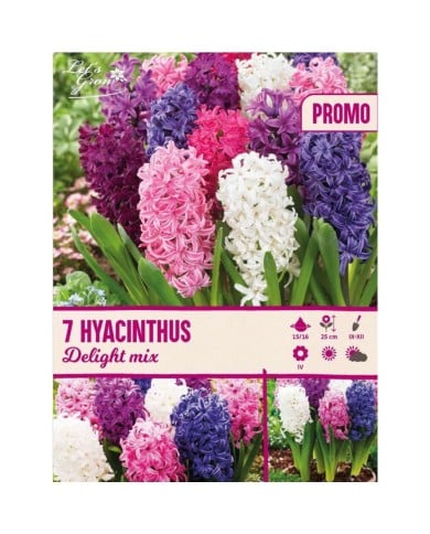 Jacinthes Delight en mélange - lot de 7 bulbes