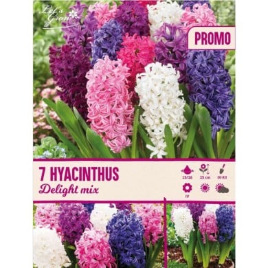 Jacinthes Delight en mélange - lot de 7 bulbes