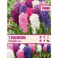 Jacinthes Delight en mélange - lot de 7 bulbes