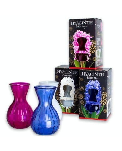 Jacinthe blanche et vase en verre