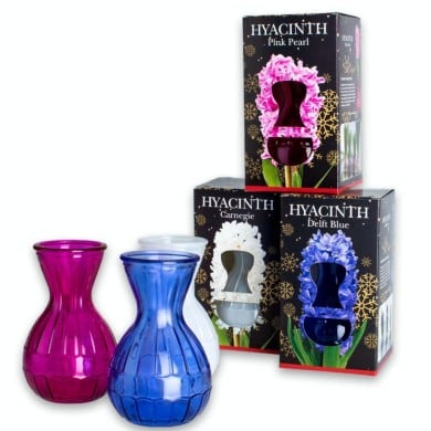 Jacinthe blanche et vase en verre