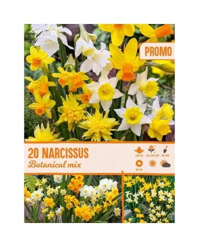 Narcisses botaniques en mélange - Lot de 20 bulbes