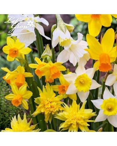 Narcisses botaniques en mélange - Lot de 20 bulbes