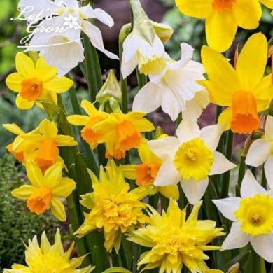 Narcisses botaniques en mélange - Lot de 20 bulbes