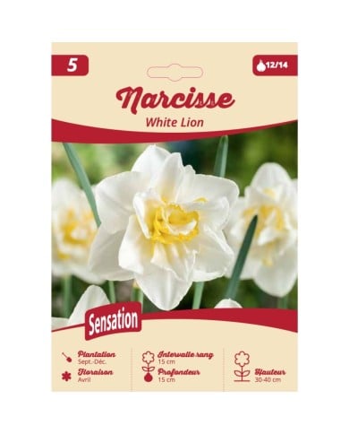 Narcisse White Lion - Lot de 5 bulbes, calibre 12+