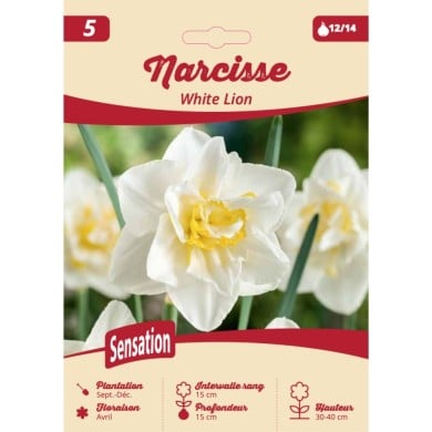 Narcisse White Lion - Lot de 5 bulbes, calibre 12+