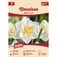 Narcisse White Lion - Lot de 5 bulbes, calibre 12+