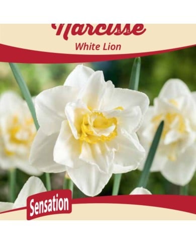 Narcisse White Lion - Lot de 5 bulbes, calibre 12+