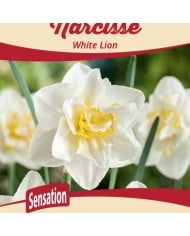Narcisse White Lion - Lot de 5 bulbes, calibre 12+