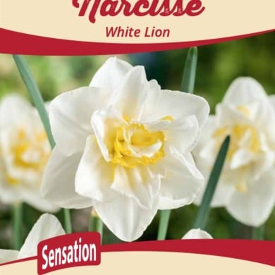 Narcisse White Lion - Lot de 5 bulbes, calibre 12+