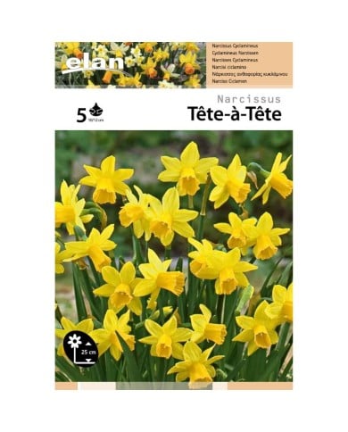 Narcisse Tête à Tête - Lot de 5 bulbes, calibre 10/12